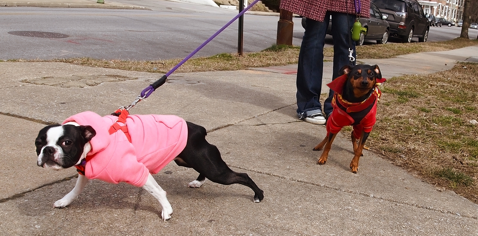 K9 Obedience Training